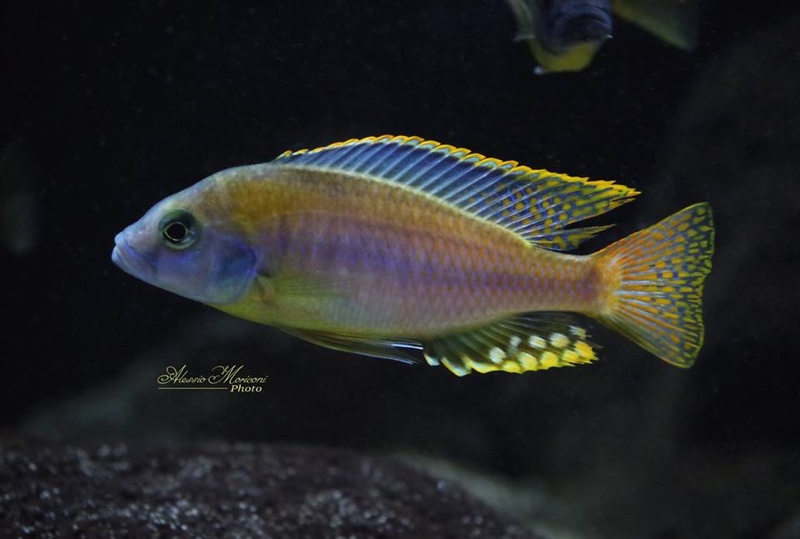 Naevochromis chrysogaster